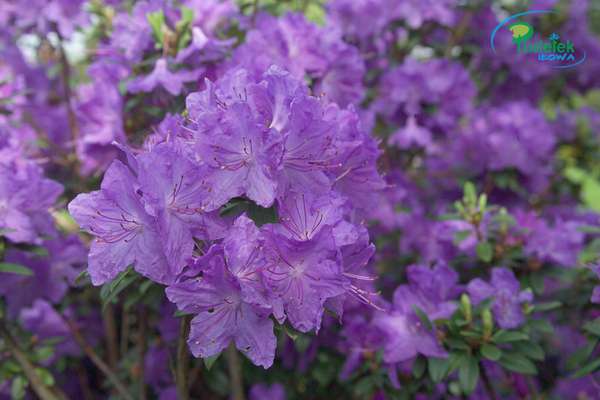 Rhododendron Blaufeder